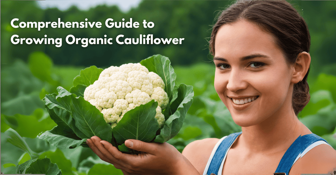 Comprehensive Guide to Growing Organic Cauliflower