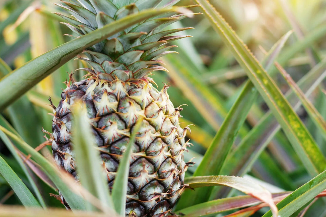 White Pineapple Growing Guide