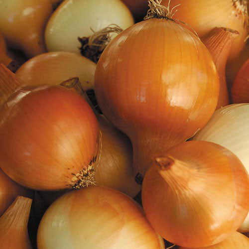 Yellow of Parma Onion