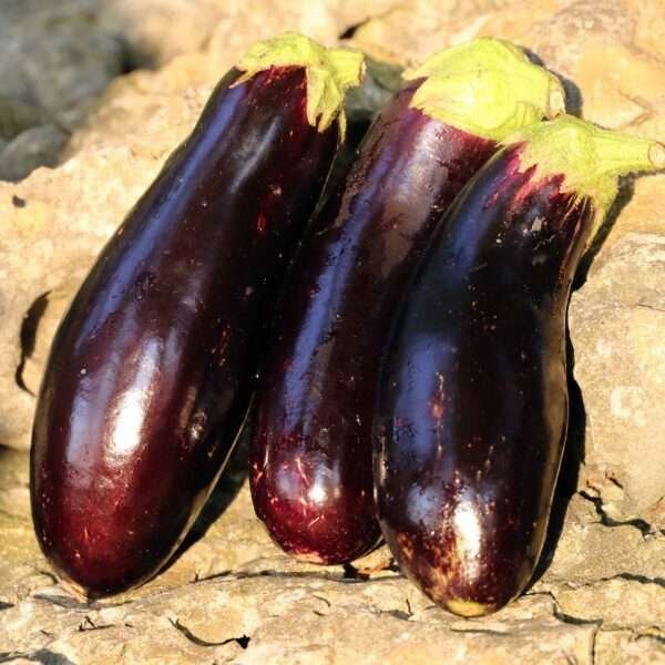 Grow your own Long Eggplant Nitta/Waimalo, Hawaii's favorite variety