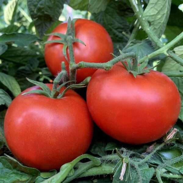 Kewalo - Organic Tomato Seeds by hvo.earth