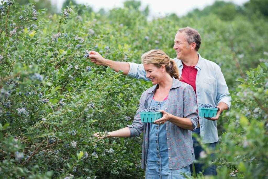 Organic Farming & Garden Tips from Hawaiian Volcanic Organic Farm Blogs Discover organic gardening secrets from Hawaii