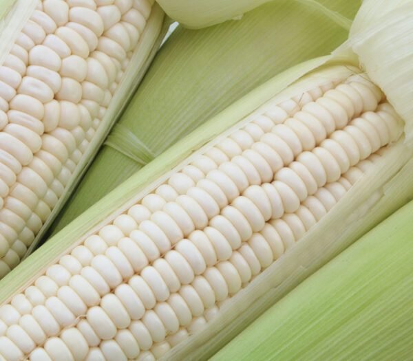 Sweet Corn Silver Hawaiian - Organic and Sweet Delight