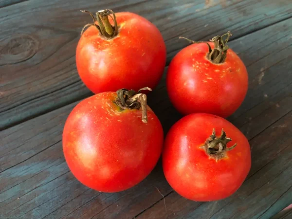 Organic Heirloom Tomato Healani, Hawaii