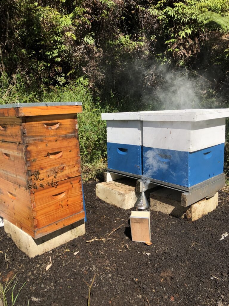 Spiritual Beekeeping: Nurturing 13th Generation Hawaiian Bees Blogs Bees