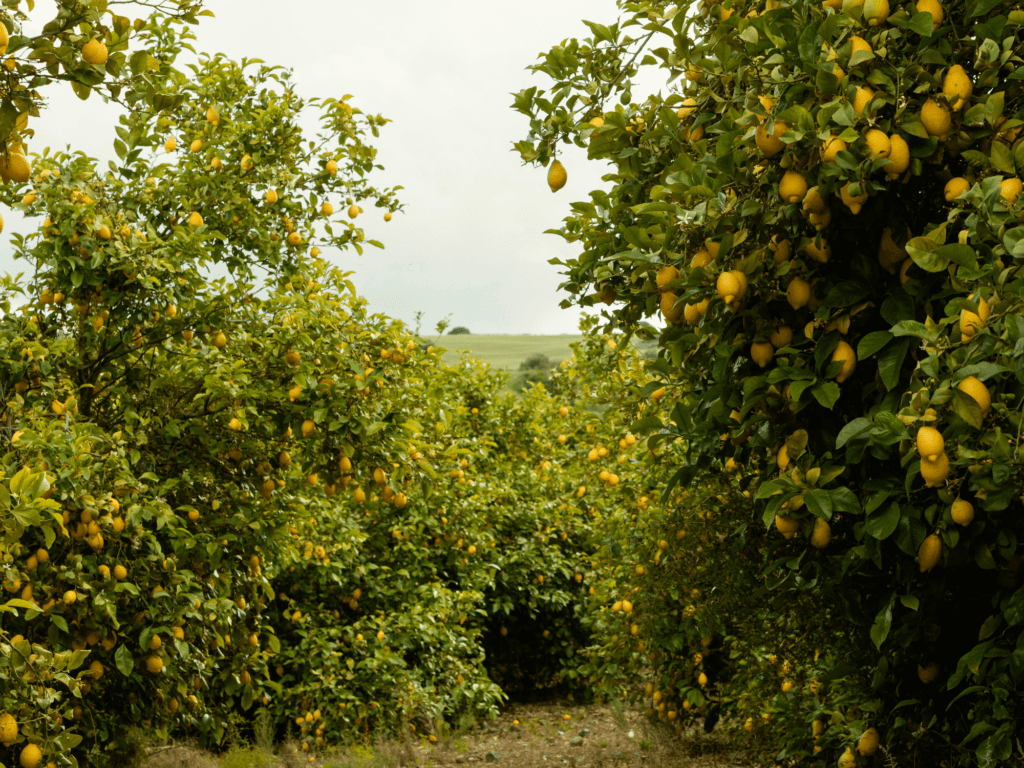 Specific nutrients and minerals that one year old lemon and lime trees. Blogs nutrients