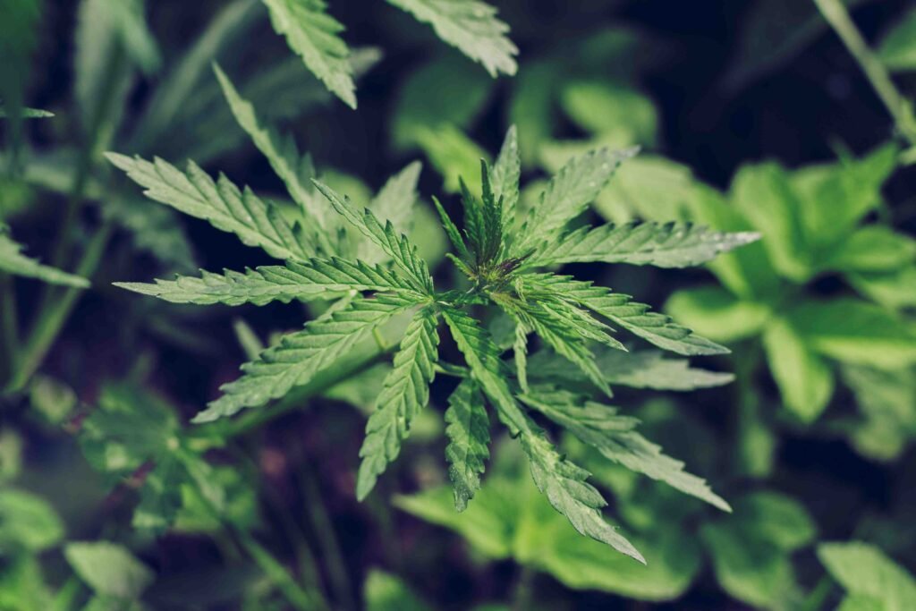 Cannabis Cannabis