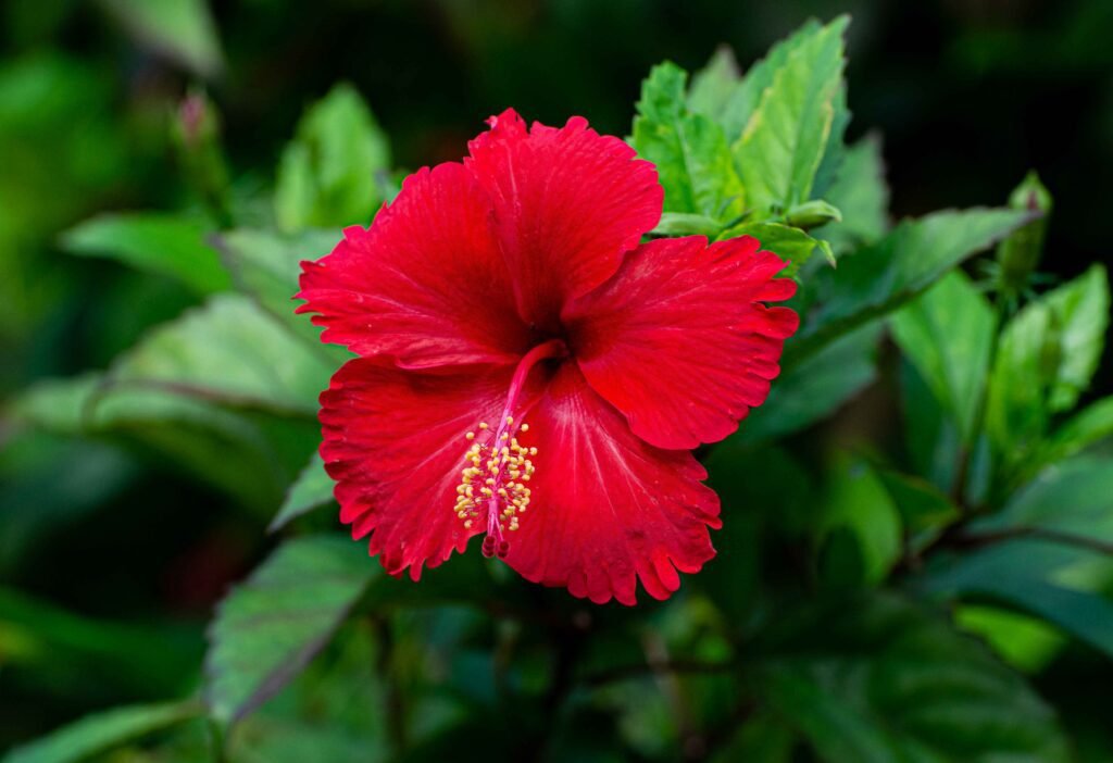 Hibiscus Rosa sinensis hibiscus