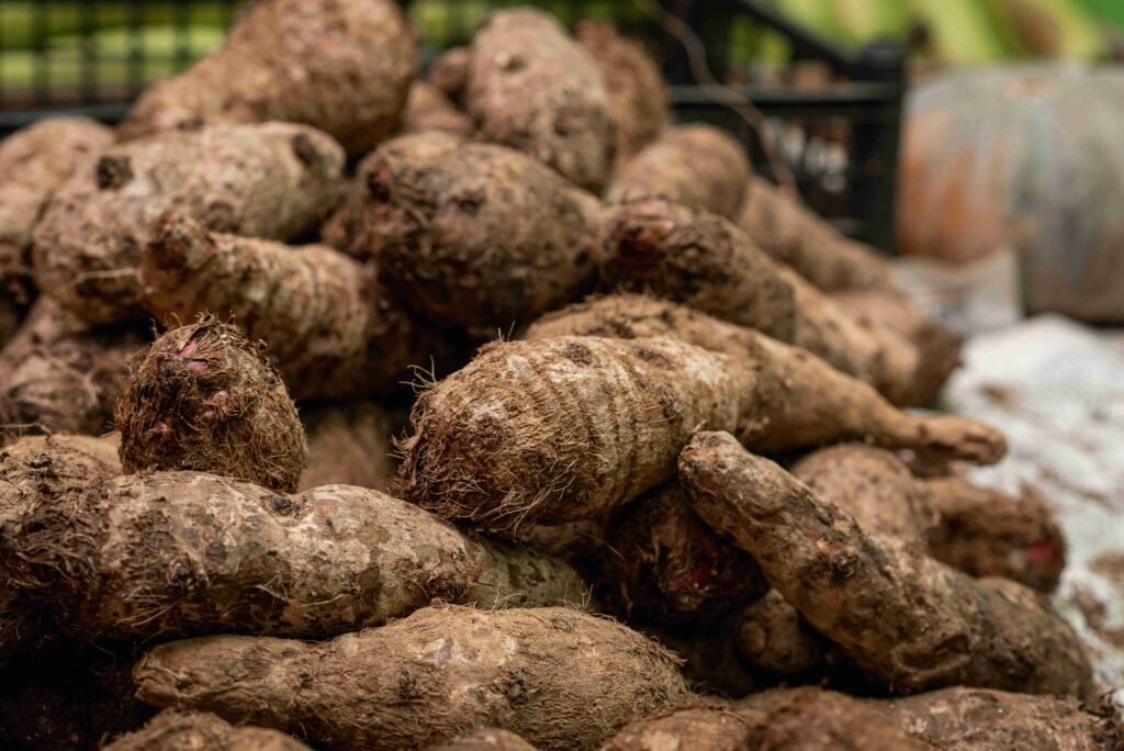 kalo taro kalo taro