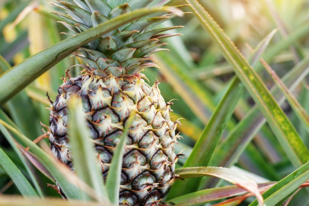 White Pineapple Growing Guide White Pineapple