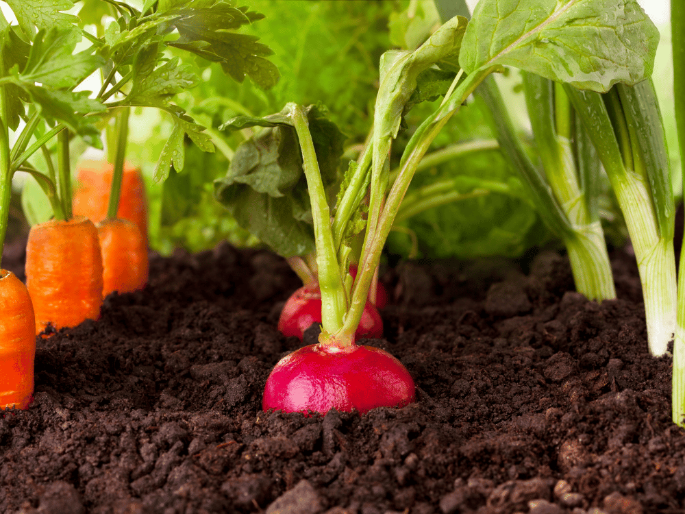 Filling Planting Holes