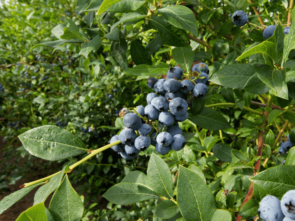 Pruning Techniques