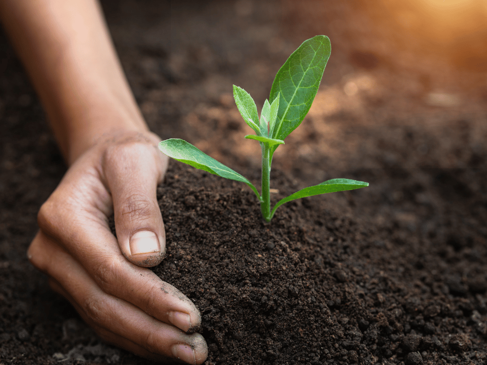 Strategies for Creating a Healthy Soil Ecosystem